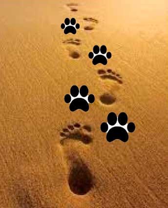 Adopciones: PROTECTORAS 