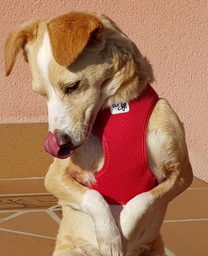 Adopciones: PARTICULARES